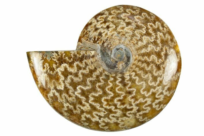 Polished Cretaceous Ammonite (Cleoniceras) Fossil - Madagascar #303881